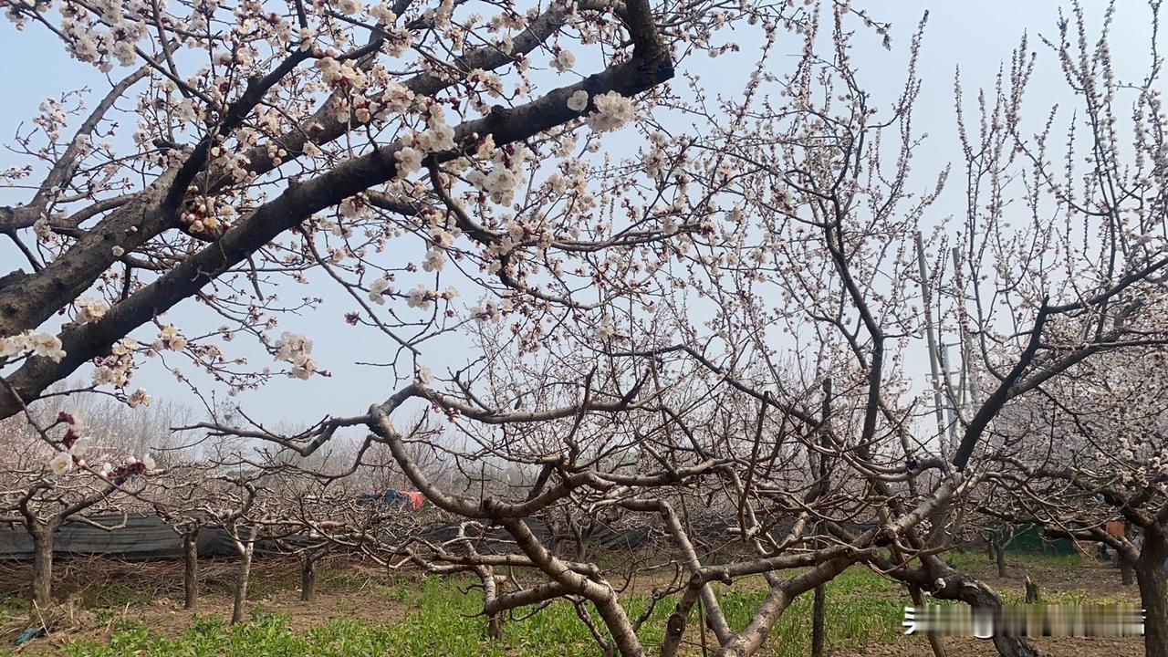 晒图笔记大赛春日花开满枝头，果园里生机盎然。🌸🌸🌸