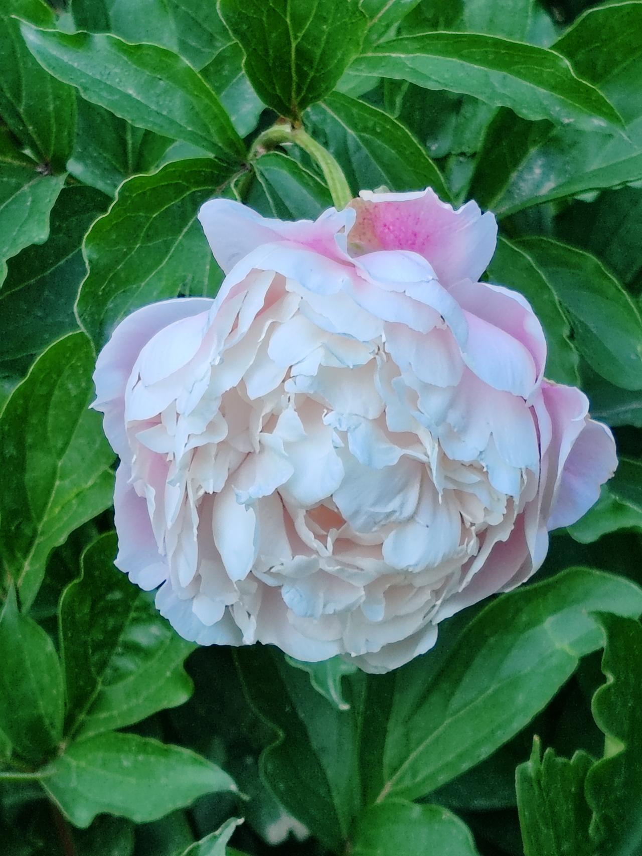 春日生活打卡季遇见妖艳的芍药。《芍药》芍药花开艳四方，牡丹除外她最香。单重花瓣她