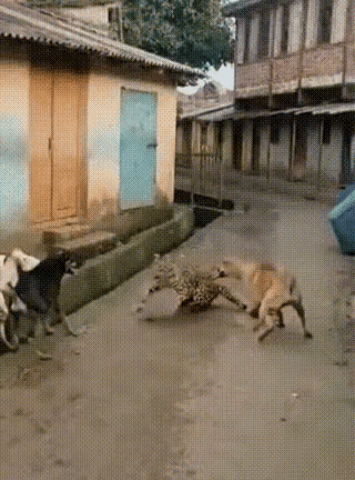 老话说的好，虎落平原被犬欺，凤凰落地不如鸡，更不要说一头落单豹，面对这么多的狗了