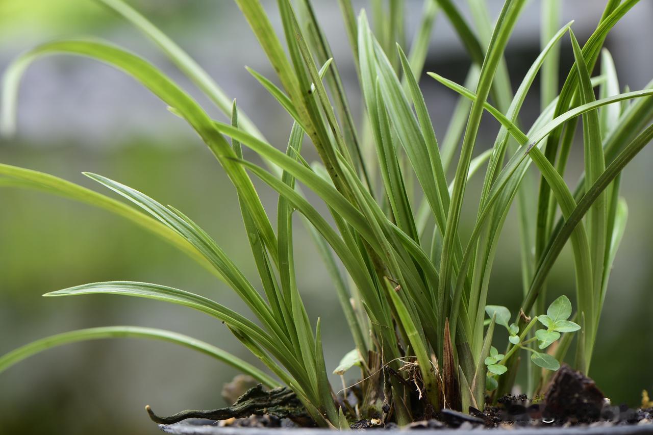 #兰花#兰花在春夏生长旺季，叶面喷施磷酸二氢钾的作用最起码有两点：
一、可以提高