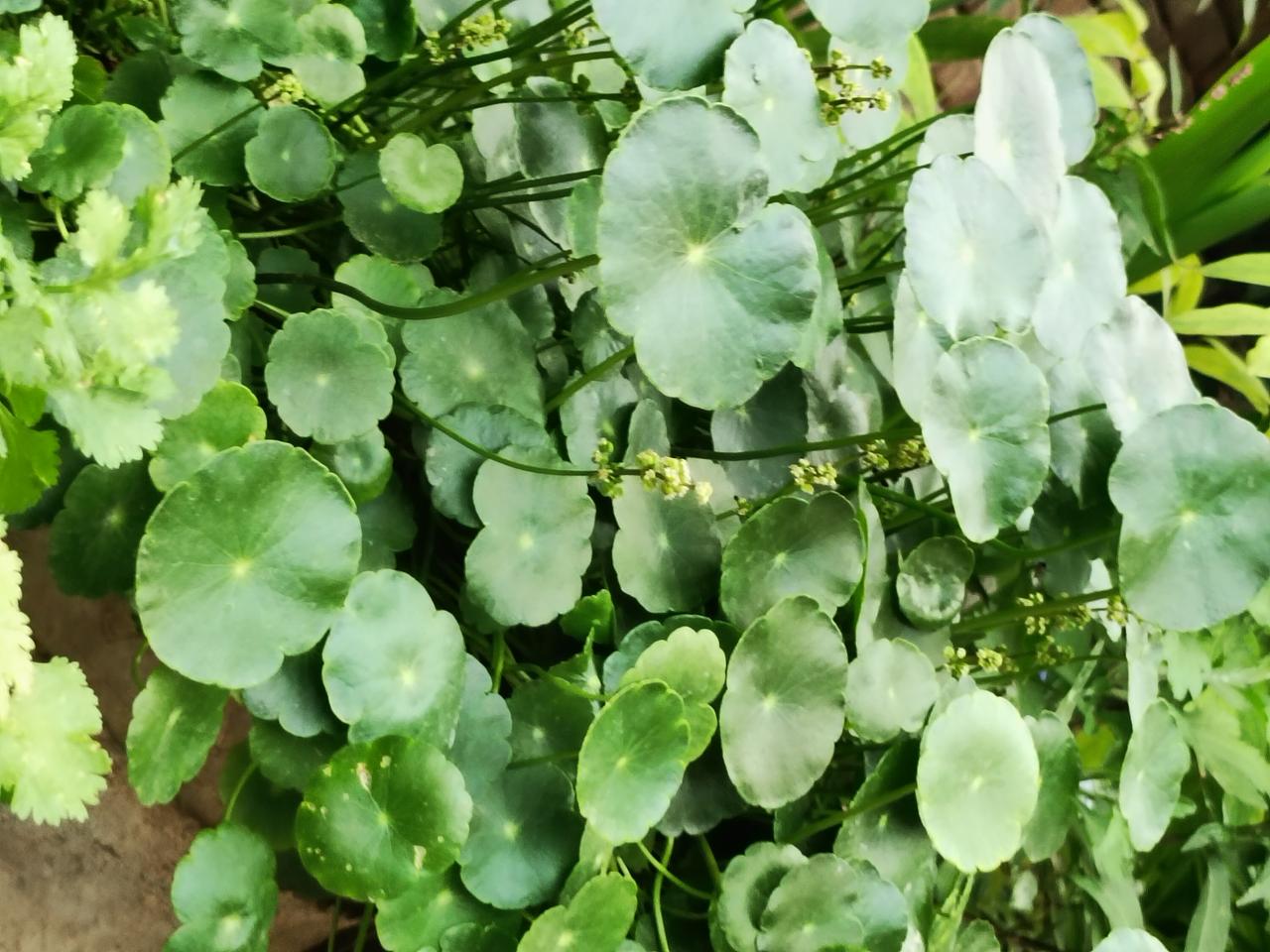 晒图笔记大赛满盆铜钱草圆叶层层叠叠，绿意盈盈；紫茉莉藏在宽大绿叶间，黄的、红的花