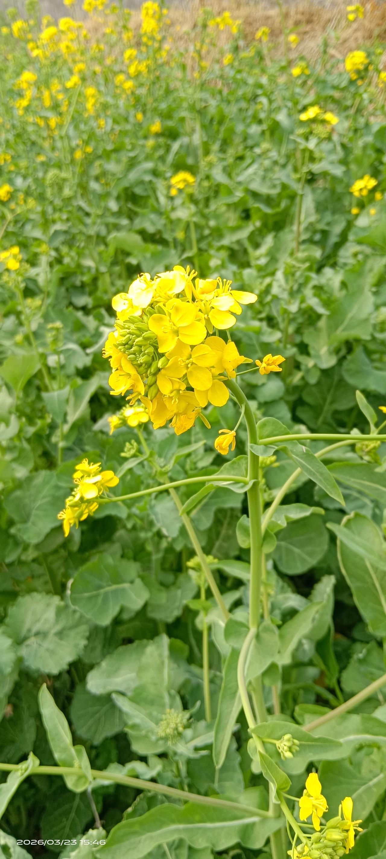 春天爱把美展现在池塘边、在山野、在江湖河岸上，更爱展现在连冬天都很好看的风景 旅