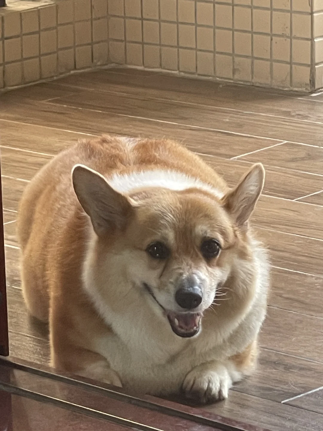 谁家好狗长得像辆半挂啊！？