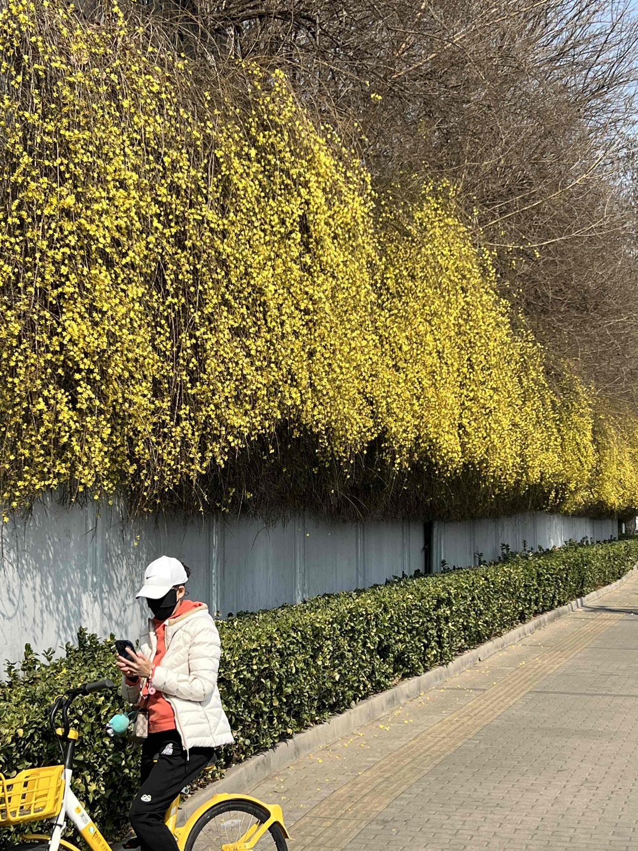 纤浓娇小，也解争春早。京城的三月，最先开花报春的是迎春花。迎春花还有个名字叫金腰