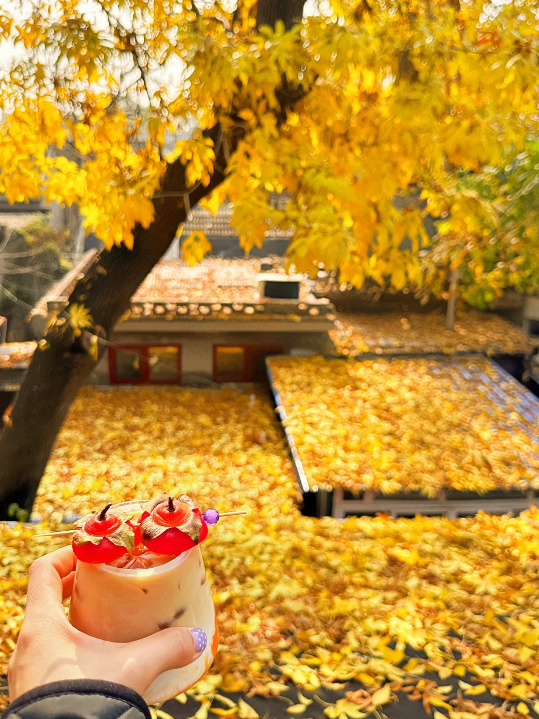 号外📣11.2实况播报❗️追秋不废腿路线附攻略