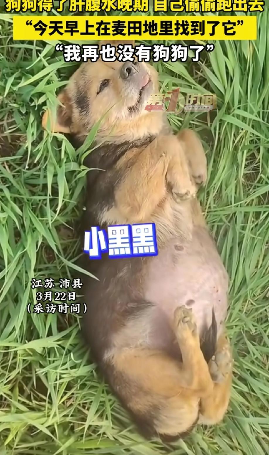 万物有灵！狗子不愿意让主人看到自己死去，竟跑到麦地里安静的离去！
 
3月22日