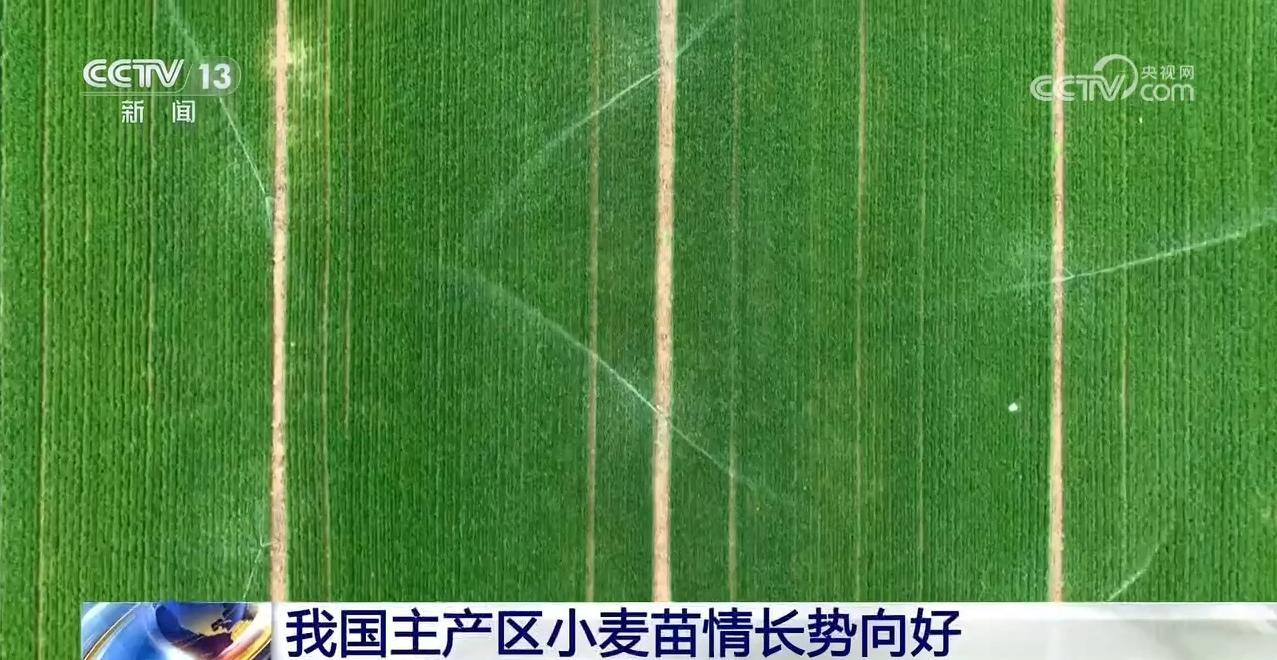 我国主产区小麦苗情长势向好