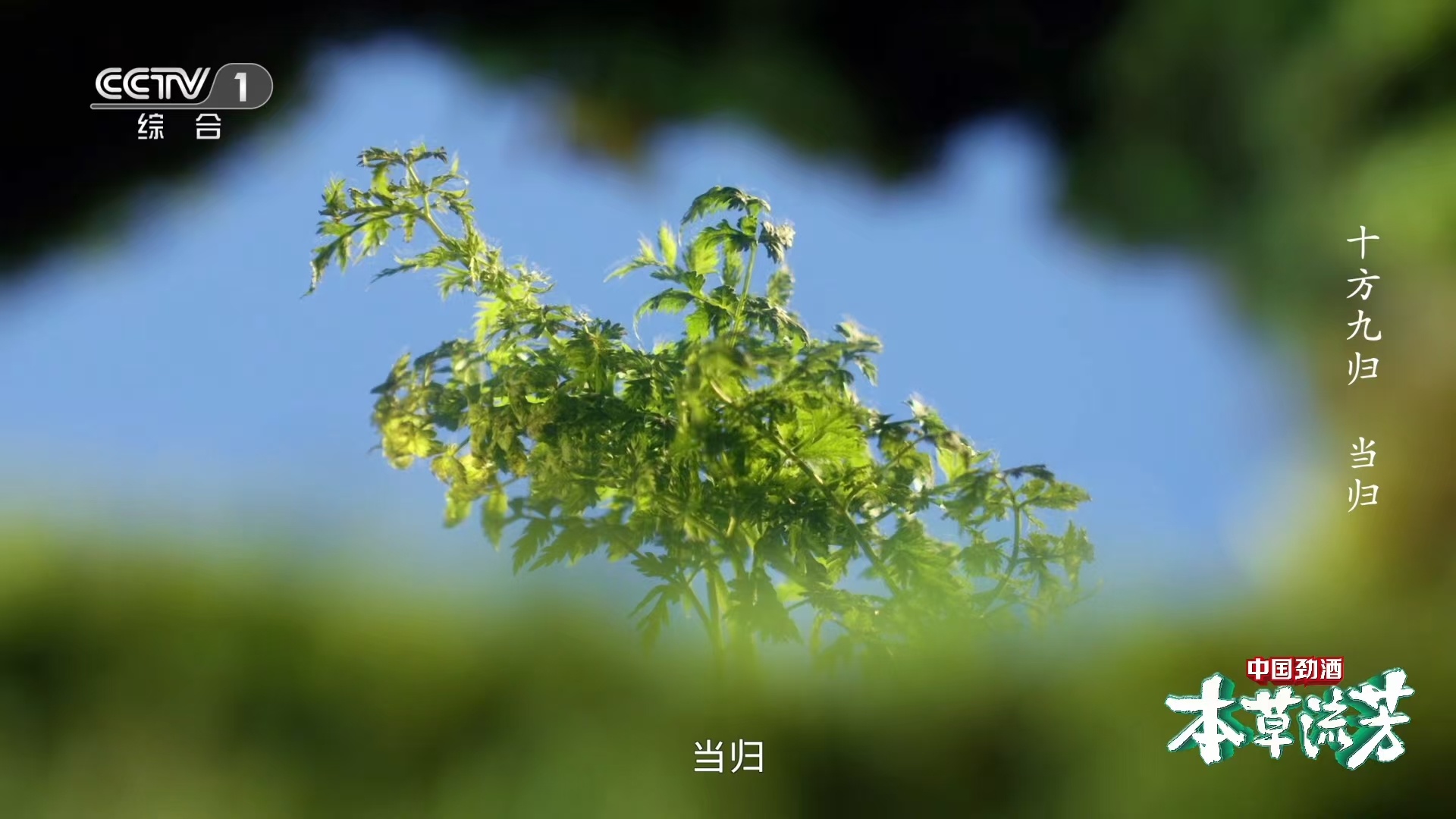 当归和芹菜香菜撞脸了  当归与芹菜香菜宛如孪生，伞形科出身。挥发油使其成为香料和