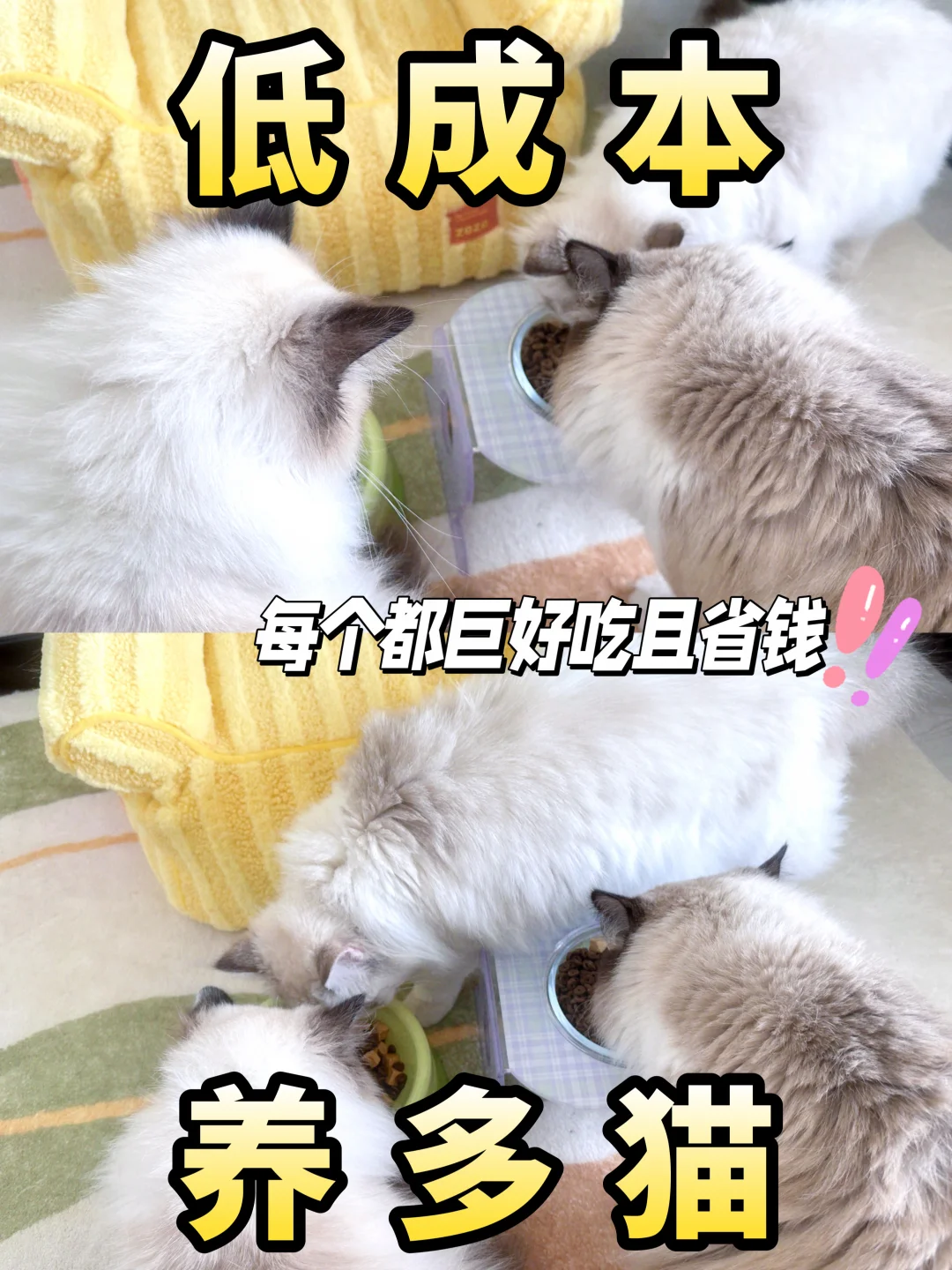 拼嘟嘟平价养猫！多猫家庭干饭自由✌️