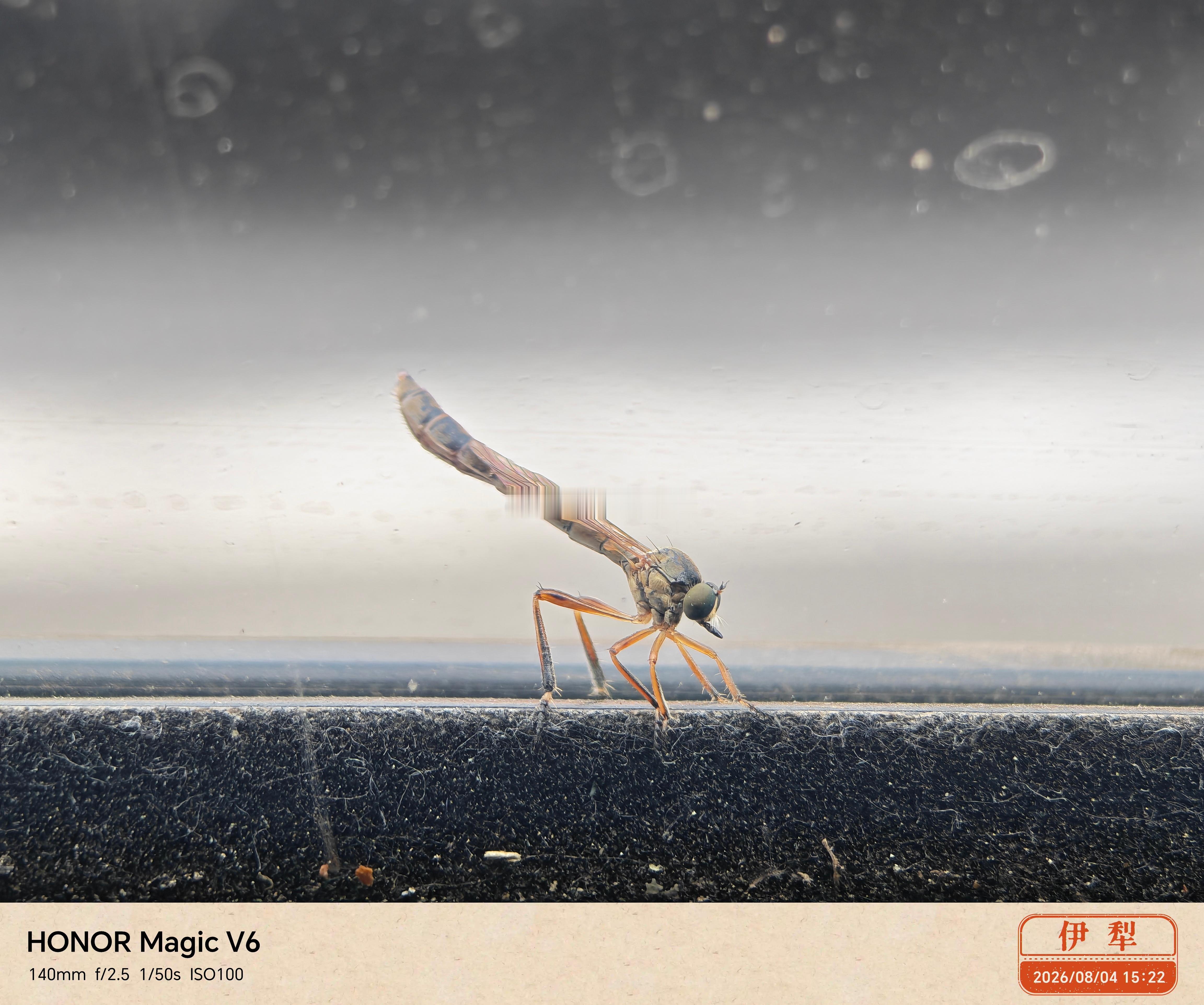 怎么样，荣耀magicv6 这个微距够狠了吧