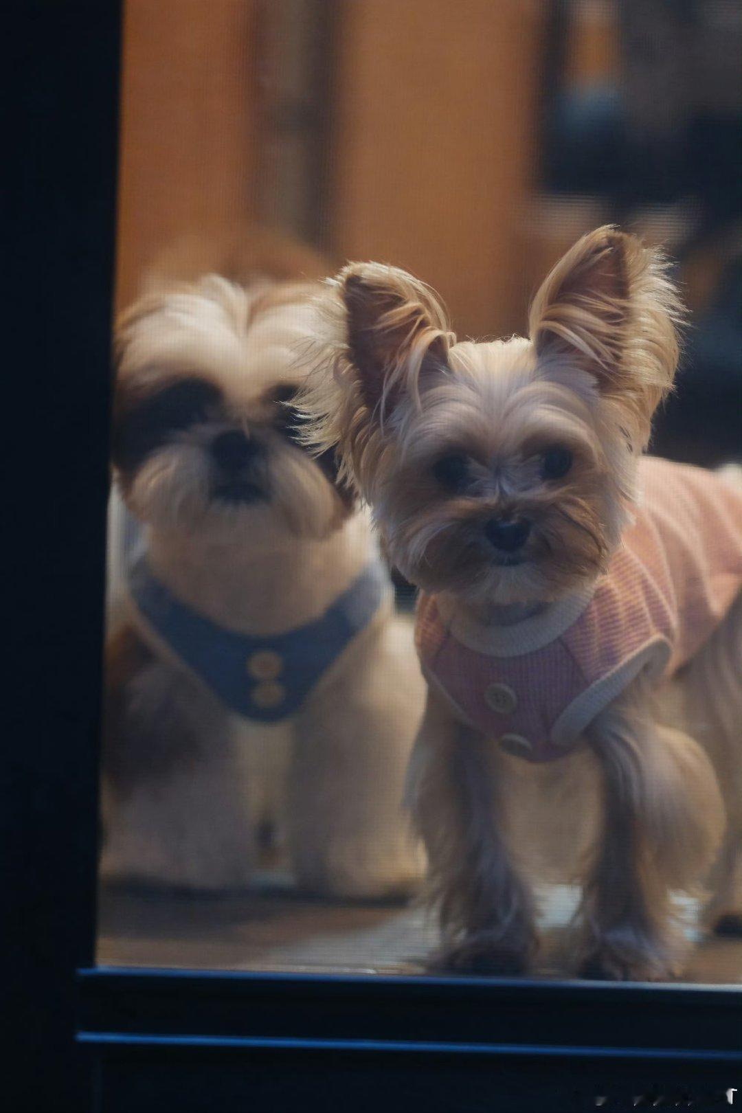 🥰🐶🥰 