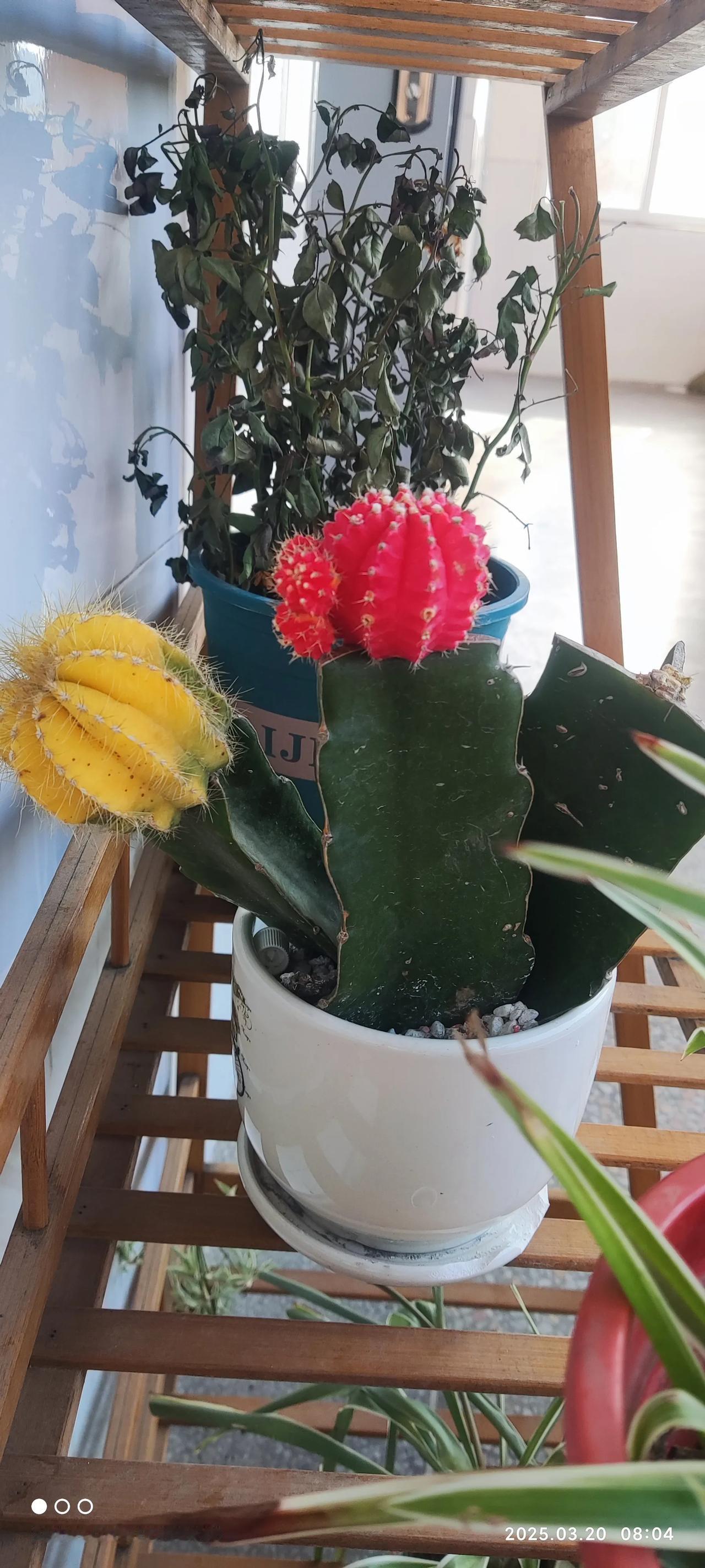 今天春分哦。。。
江南暖，日照困意起。。。
微风曛，粗思心气沉。。。

一>
午