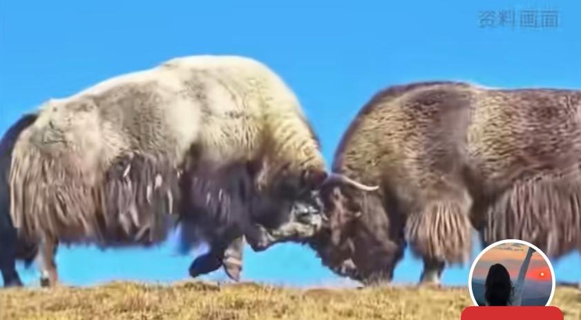 最近美以对伊朗开战，崔高了油价。战争继续的话，普通人比战前每加一箱油要多花一二百