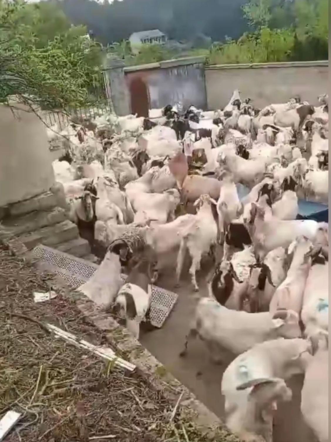 顾先生听熟人刘某明一通忽悠,掏了89万多买543只羊,运到贵州玉屏县去养,说那边