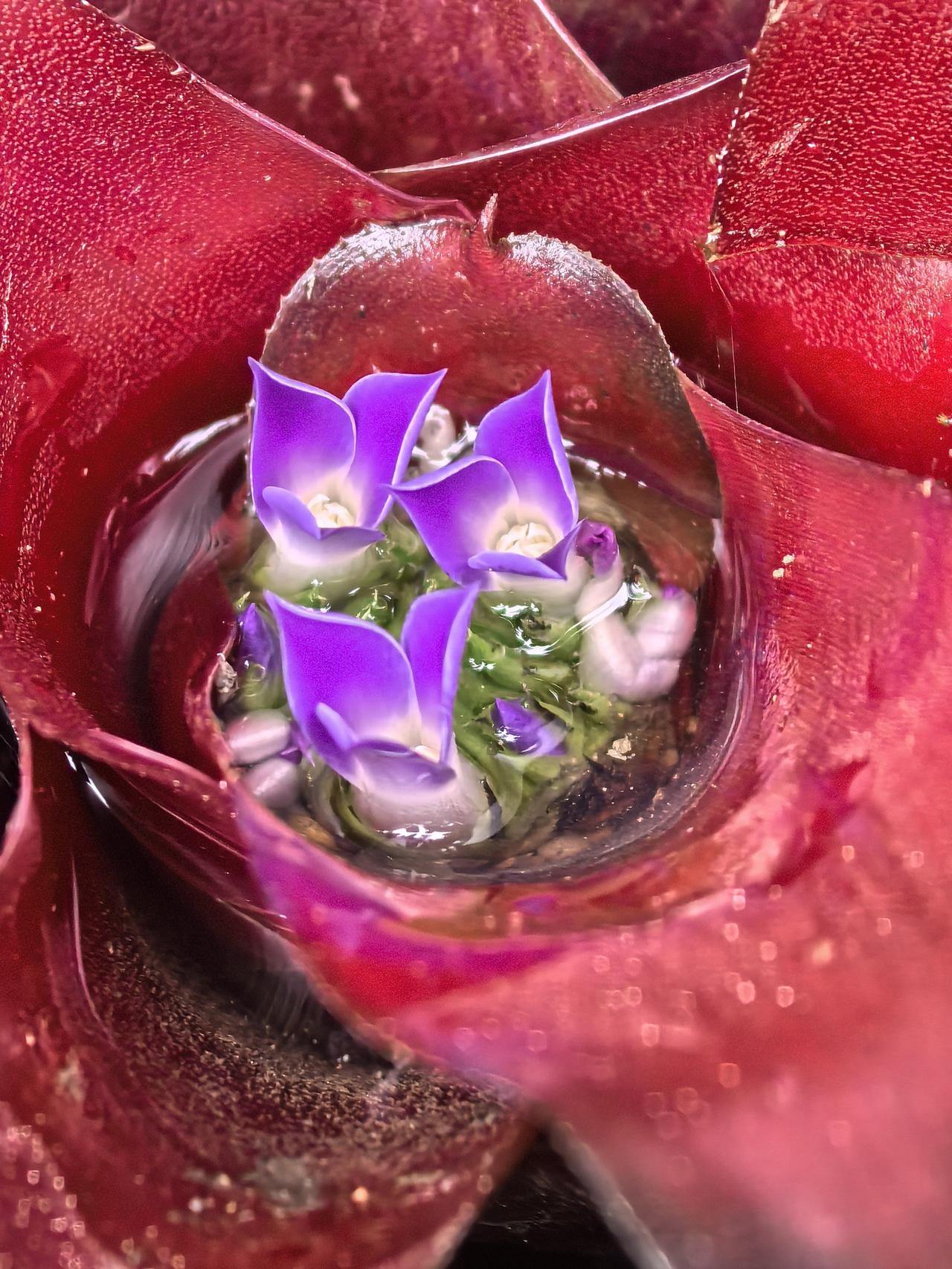 积水凤梨，充满传奇色彩的热带雨林植物。
初识积水凤梨，是在电视“动物世界”频道上