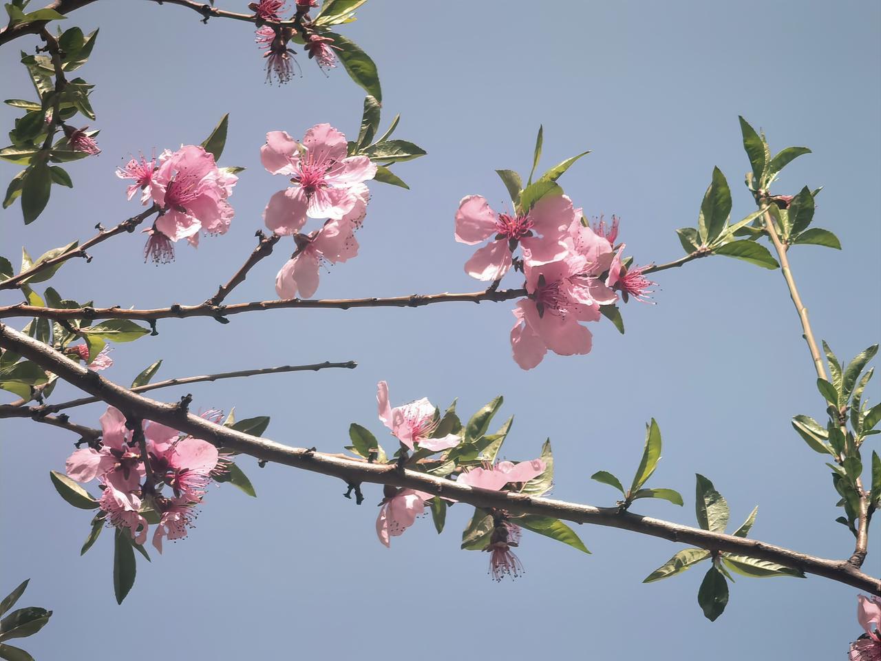 宜室宜家的桃花，开的刚好！
桃花开了，春天真的是灼灼其华。
桃花开了，风扬起的才
