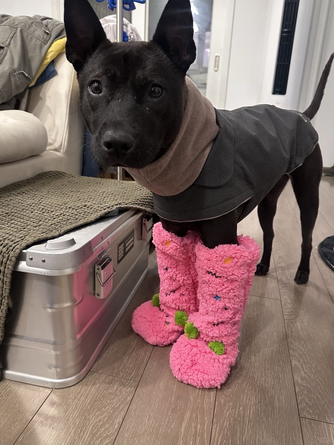 小狗：妈妈给我买的粉色战靴 