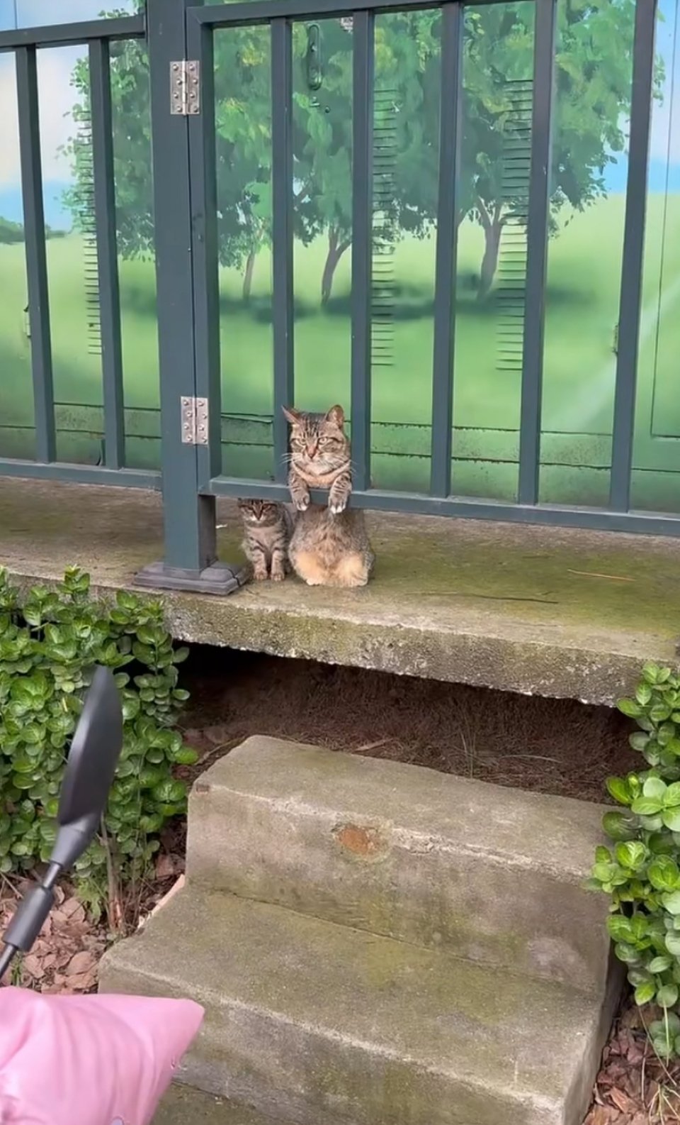 猫妈在好惬意的遛娃 
