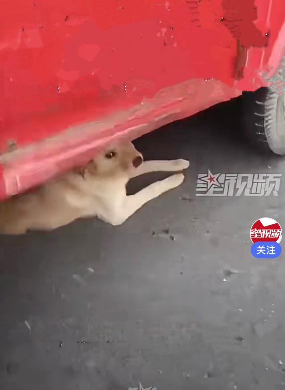 近日，江苏泰州一位收废品的师傅，上门收了一户人家的旧三轮车，这辆三轮车放在家里闲