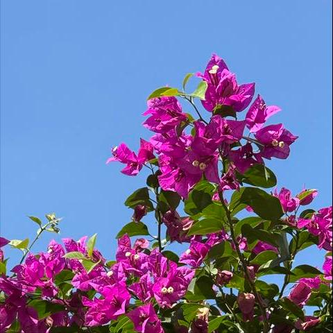 郎平获国际奥委会教练终身成就奖   我国奥林匹克事业的又一盛事
 
11月24日