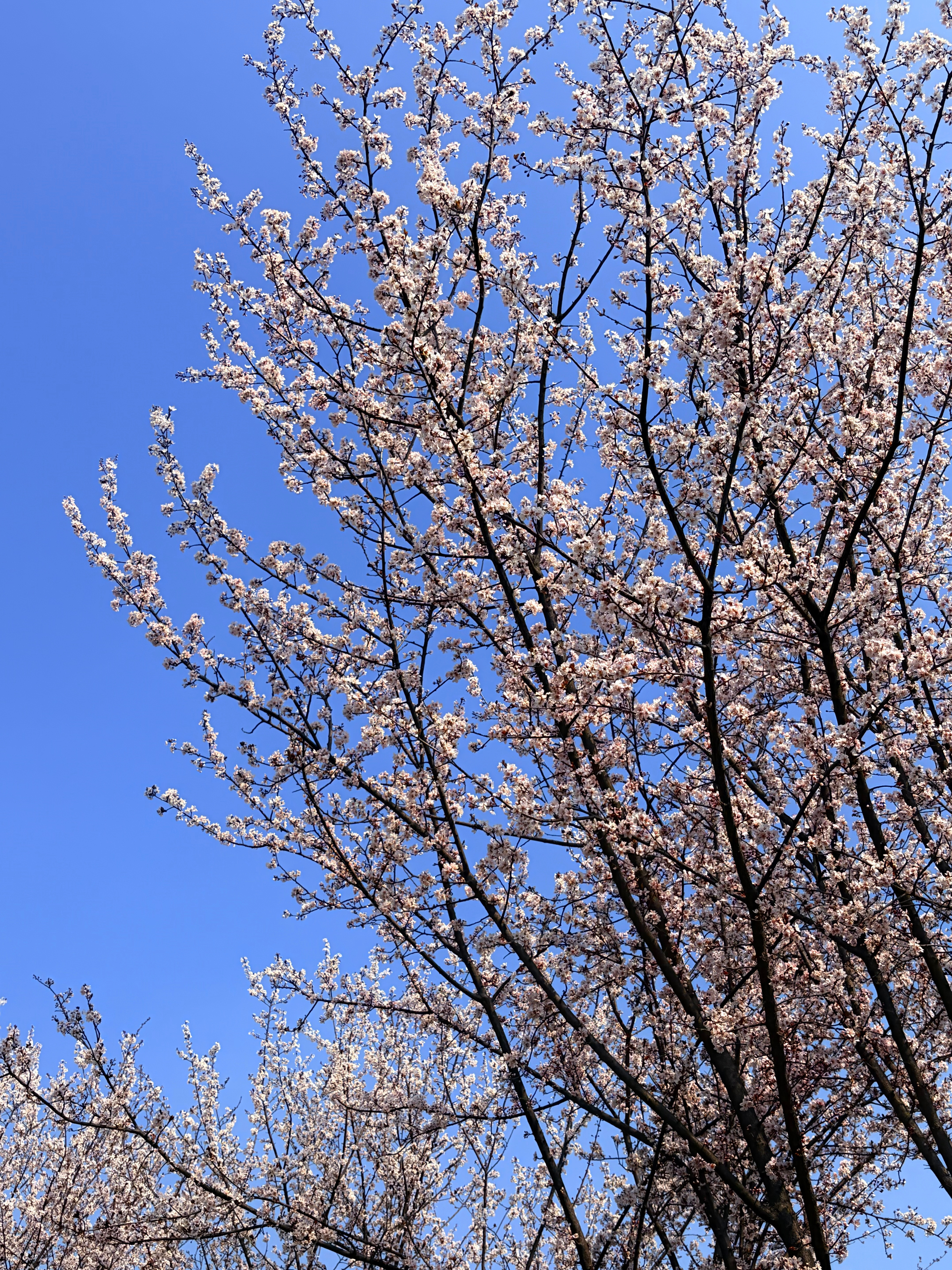 一会儿 9 点钟，蹲一下雷总微博也该上班了！