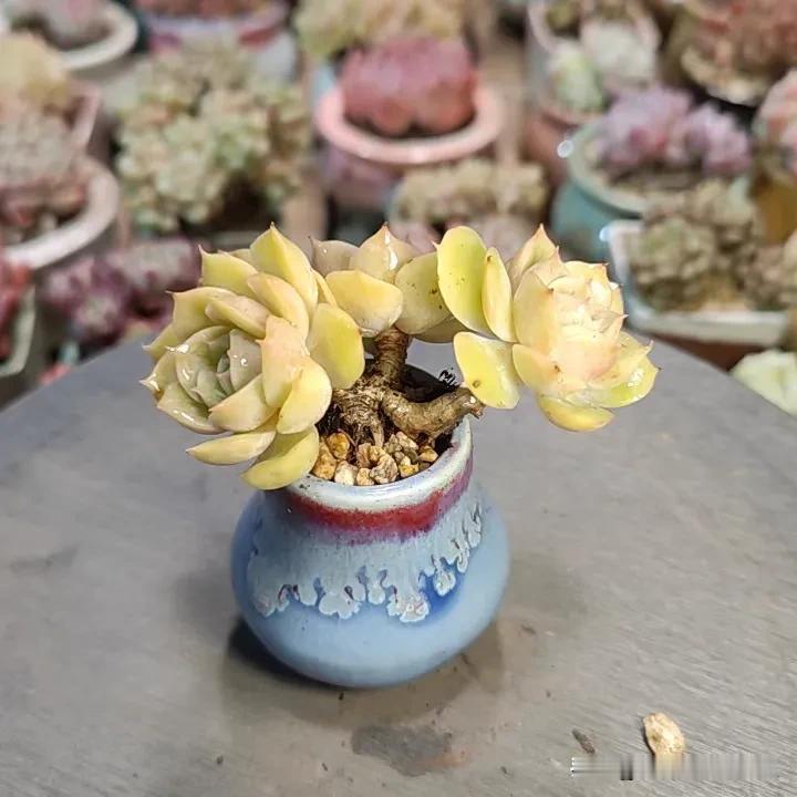 别看小，但都是老桩