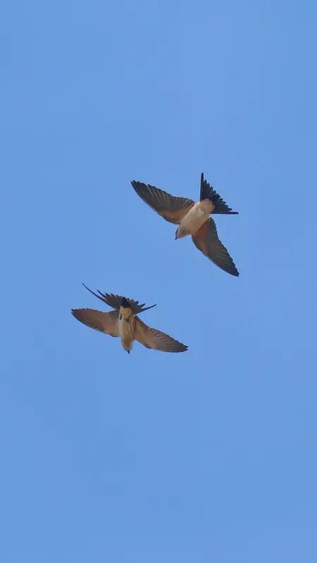 咏春
粉面宛如桃蕾绽，胭脂轻染嫩香腮。
满枝竞发争春色，新蕊初成引蝶来。
又见双