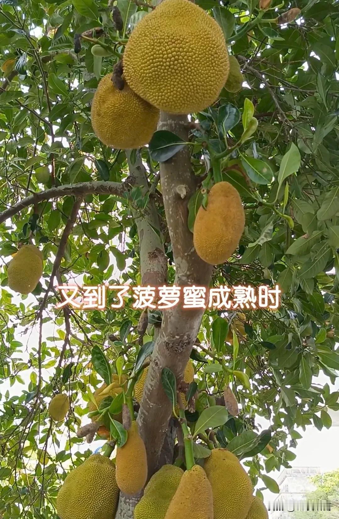 真的有些想不通，昨天我在“头条”发布了一个关于“又到菠萝蜜成熟时”的小视频，内容