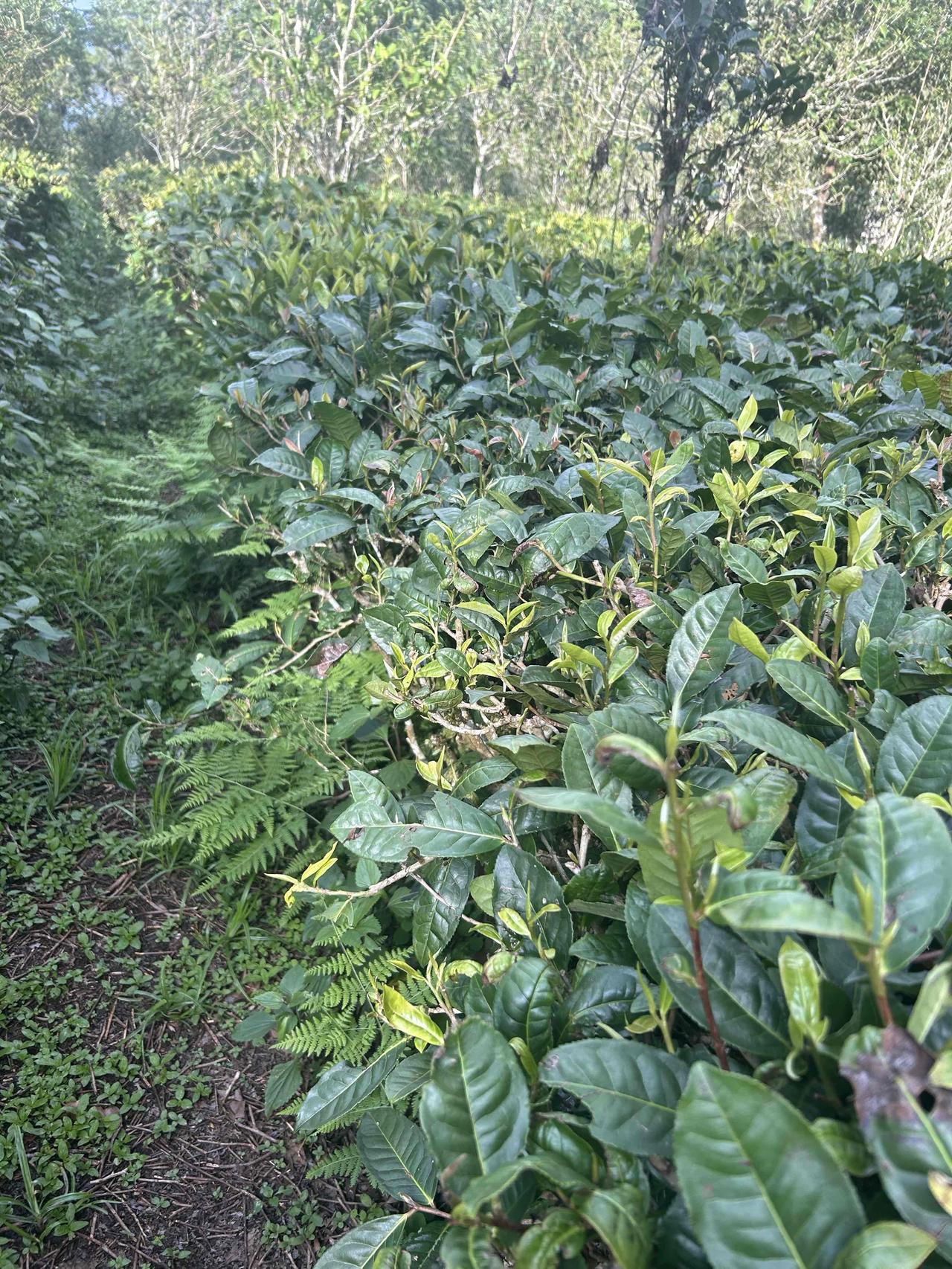 《眼前的一片茶地》

头被砍了很多次
作为一片倔强的叶子
用绿色，去掩盖恶毒的欲