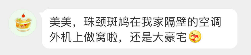 #鸟粉投稿# 在空调外机筑巢的【珠颈斑鸠】脑袋好滑溜的样子 ​​​