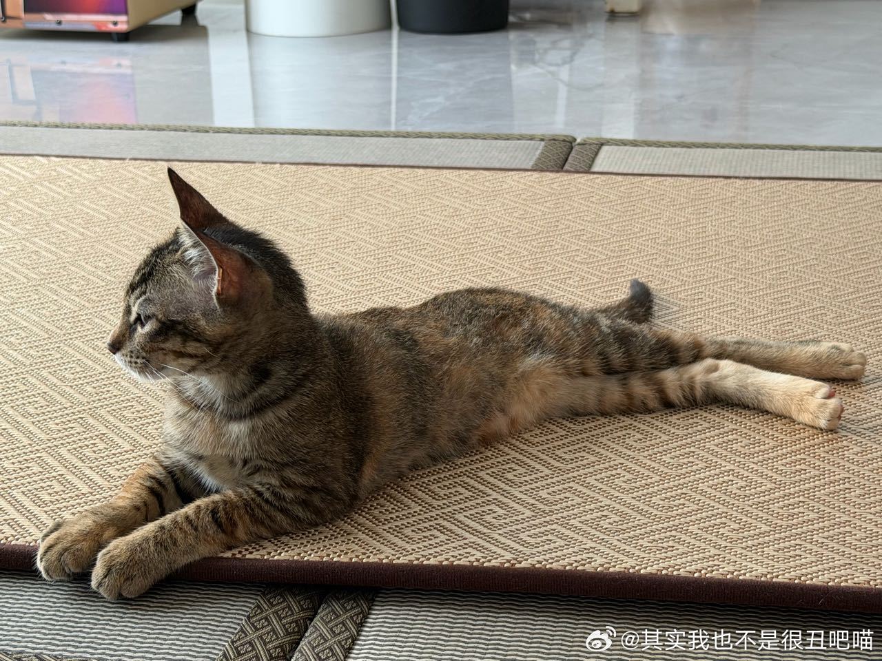 广州领养广东领养 【广州找领养】bot好来给小猫找领养一个半月前捡回来的流浪小母