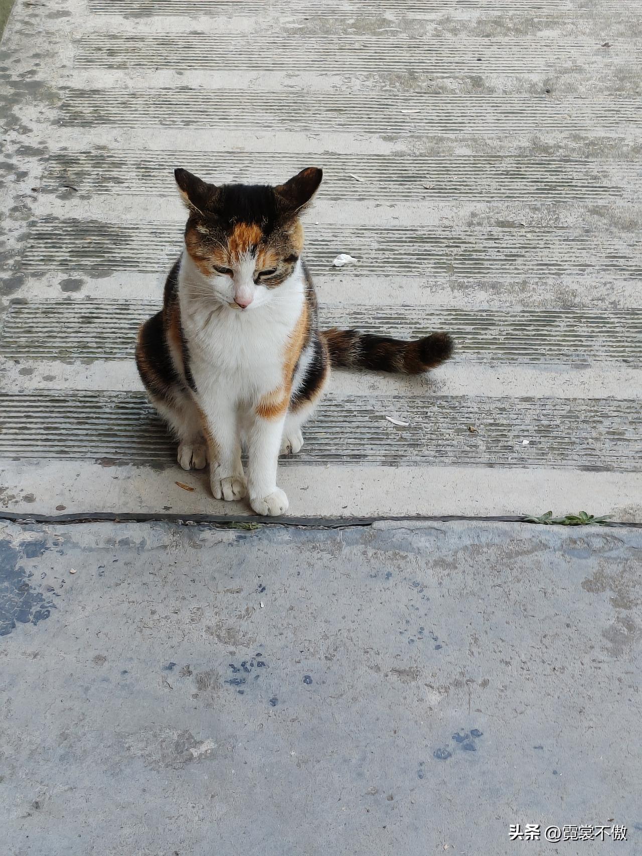 春日生活打卡季趁猫妈妈出了窝，我偷偷抓出来一只小猫咪，谁知还没看清楚，猫妈妈就来