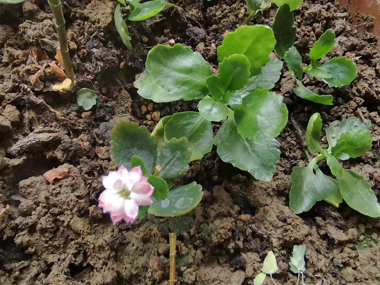 什么花啊？只开一小朵。苔花如米小，也学牡丹开。