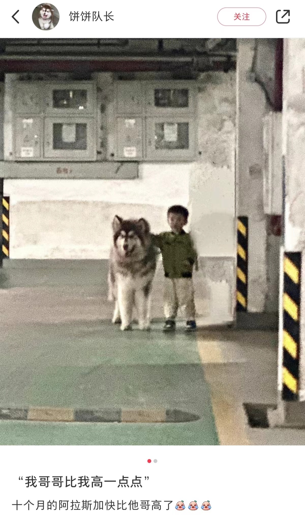 ”小时候家里有一只比我还大的狗“ ​​​