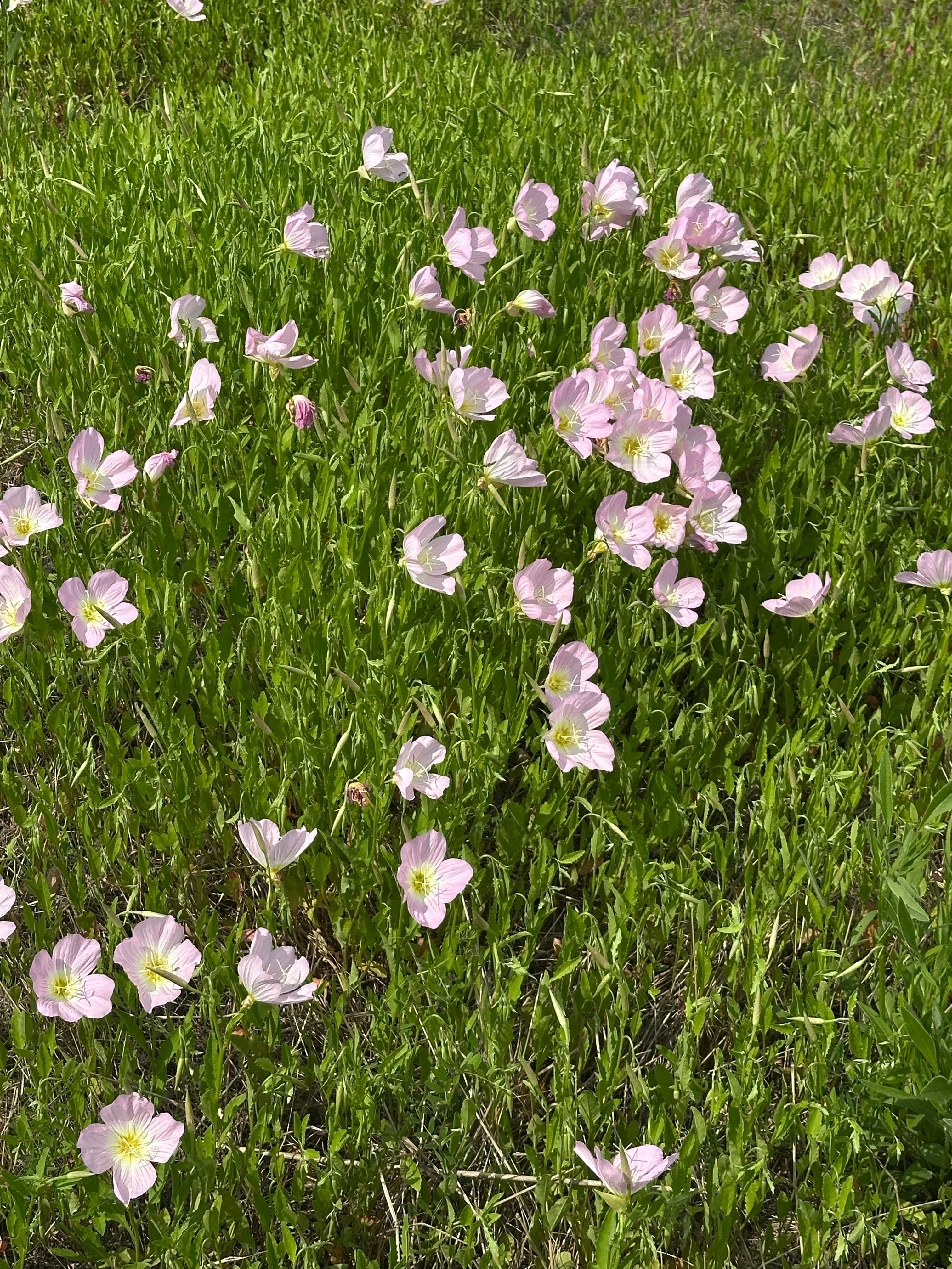 春天的浪漫，一半藏在晴空里，一半藏在漫野的花草间是被蓝天洗得透亮的晴空，漫无边际