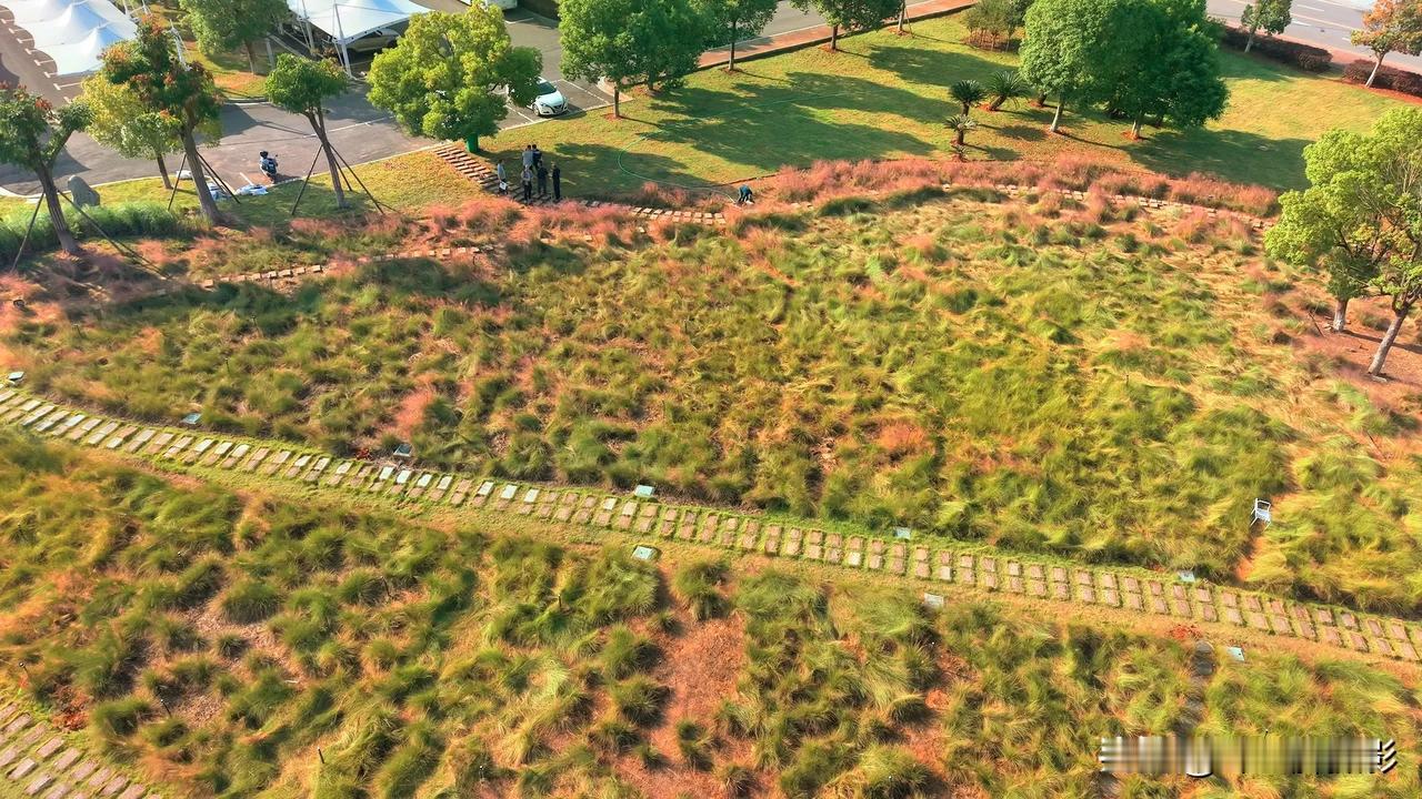 就晚了几天！一切都完了！！
中医大的粉黛乱子草，前几天路过时还正漂亮着呢！可今天