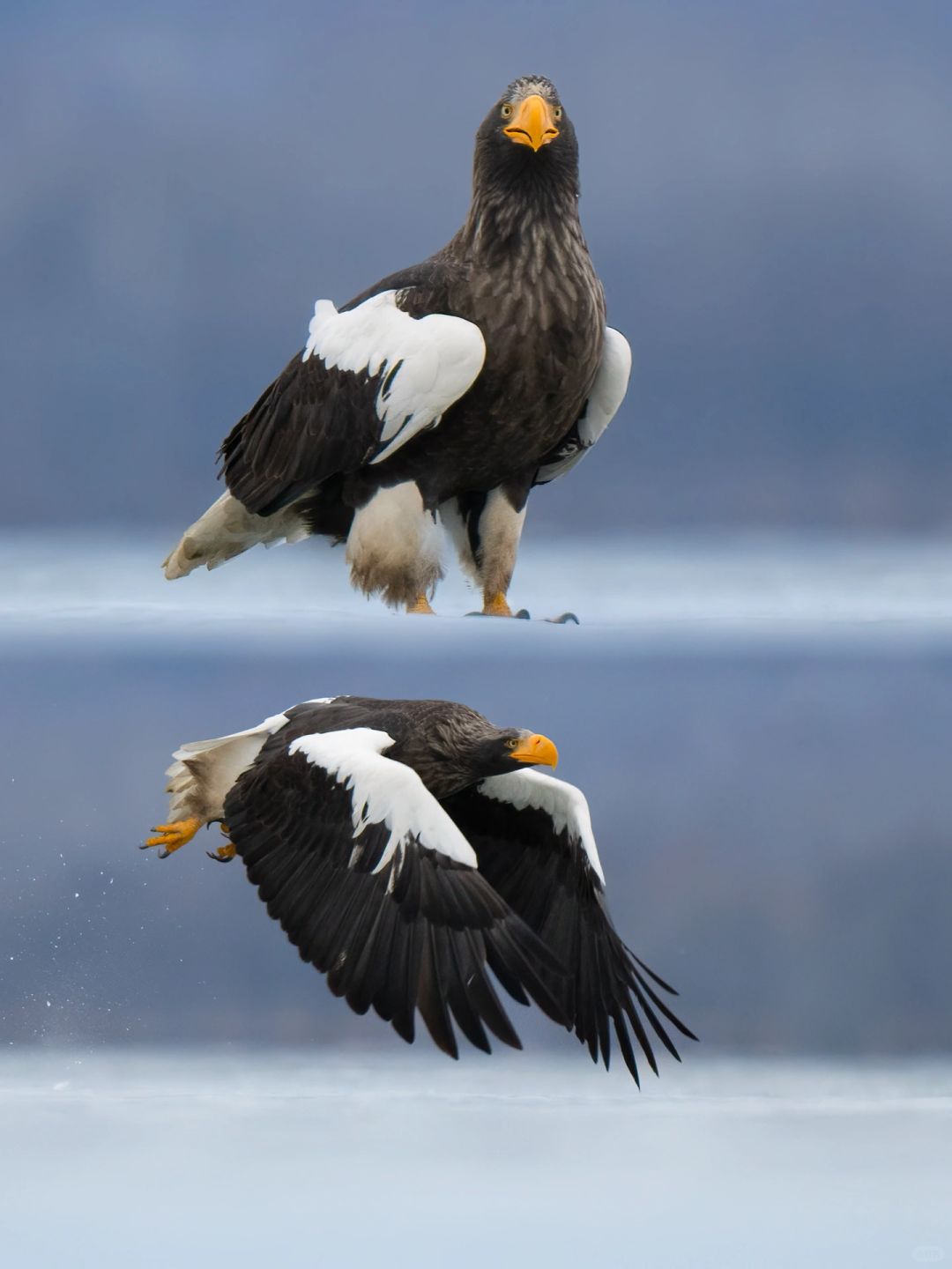 正脸呆关我侧脸什么事啊！