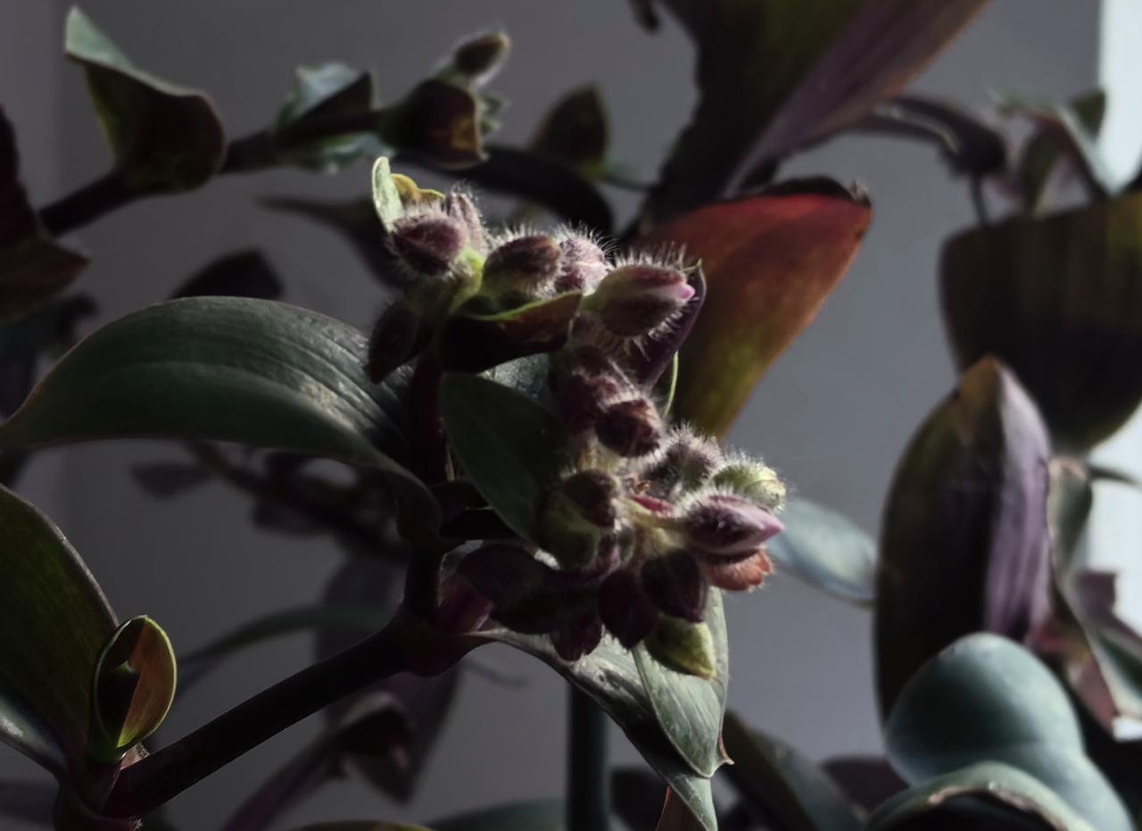 【热评】真的是赔了夫人又折兵
网购娃娃菜中毒系夫妻合谋 意图骗赔

浙江台州天台