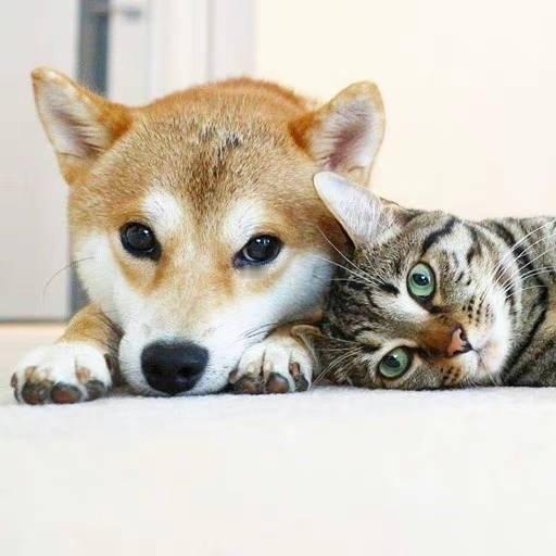 #表情包[超话]#被风吹得那叫一个凌乱…… ​​​