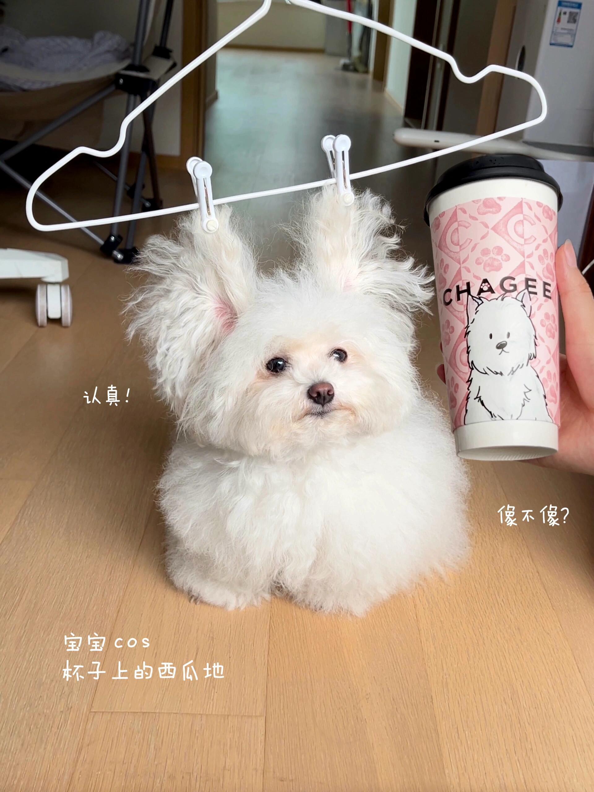 还要晾着宝宝多久||给宝宝洗完耳朵放阳台晾一下我：“宝宝，你这样很像西高地！”（