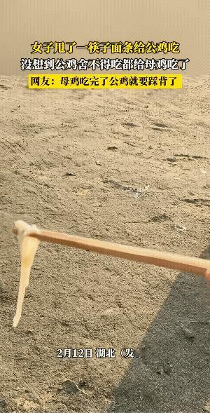 今天情人节，它就开始秀恩爱了。
还真的是“老谋深算”，先请吃饭。公鸡都懂的事情，