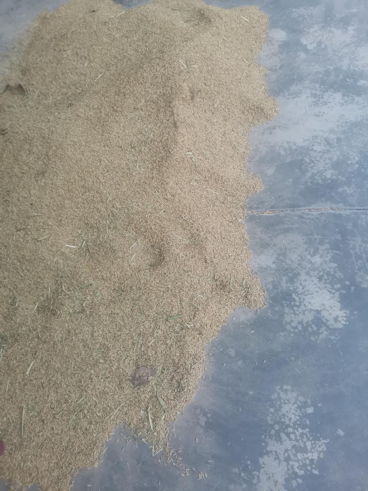 看了天气预报，今天阵雨。
昨天正午，我爹拖了一三轮车稻谷回来了。可能是秧角田的稻