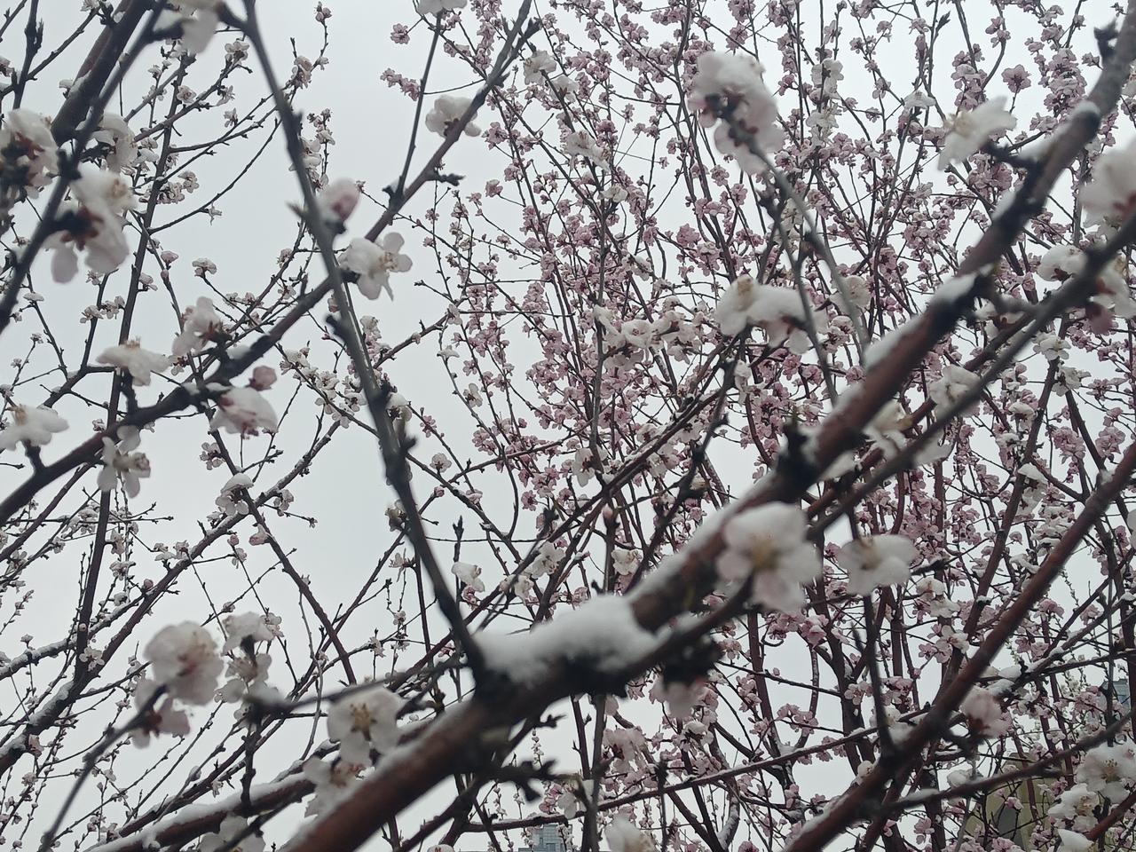 邯郸街景实拍一束寒梅白玉条，迥临村路傍溪桥。不知近水花先发，疑是经冬雪未消。