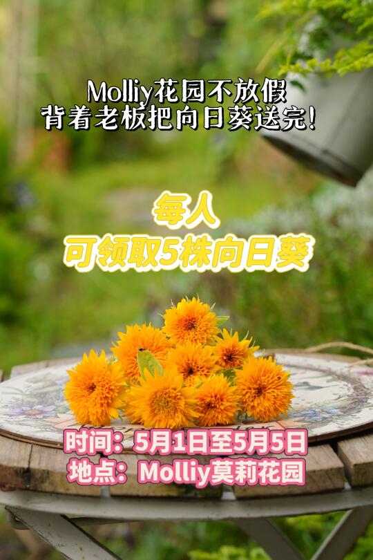 向日葵免费送！莫莉花园不放假！