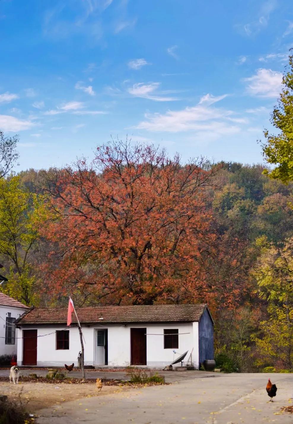 乡村秋色正浓，鸡犬相安无事。