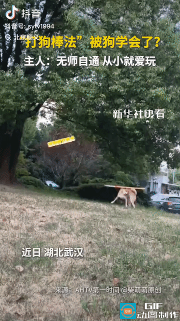 “解释不清了！”湖北武汉，一只小狗无师自通，练成了丐帮的“打狗棒法”。只见它叼起