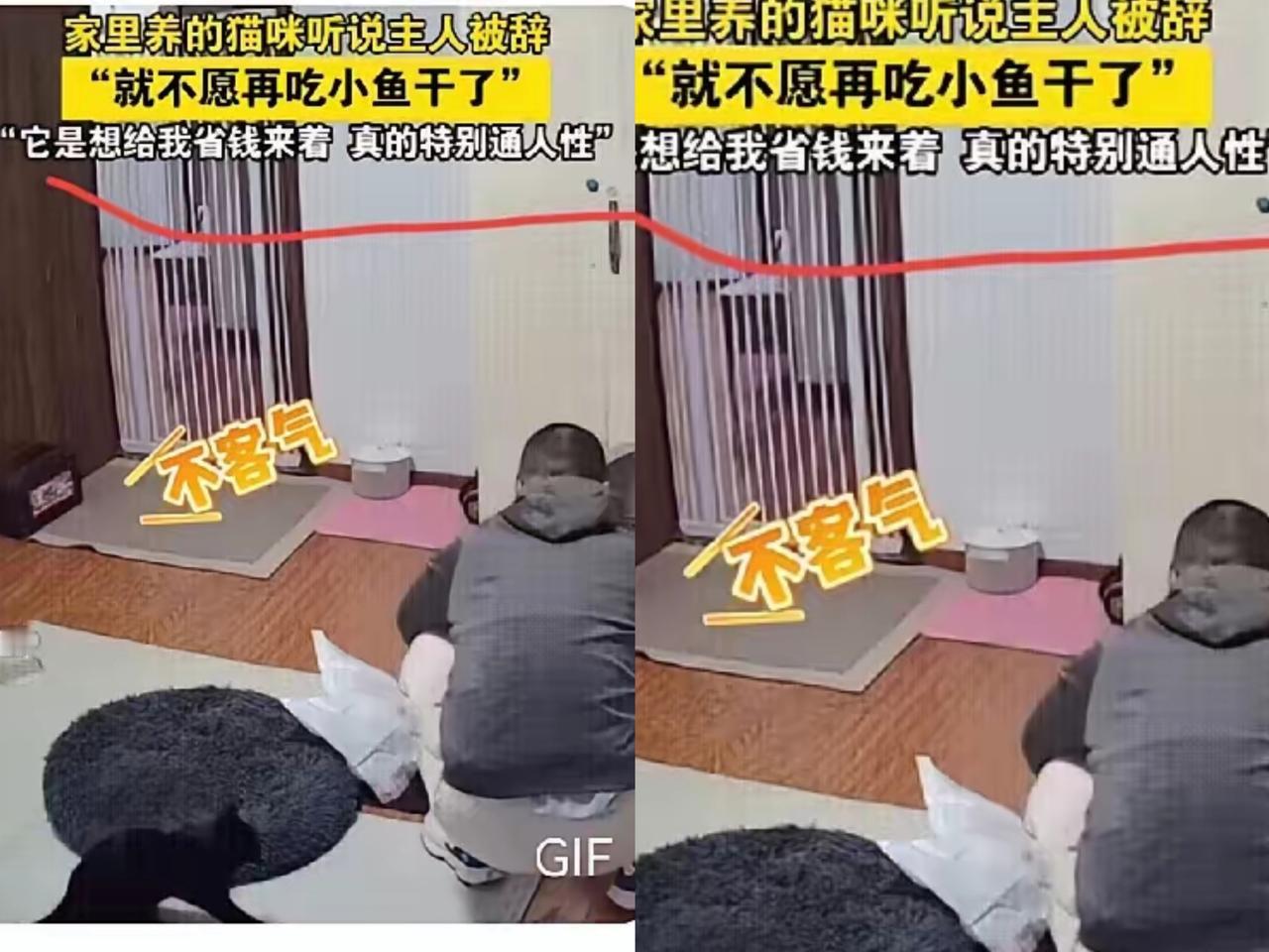 谁能想到，最懂你的可能不是人，而是一只毛茸茸的小生命？河北燕郊一位男子被辞退后，