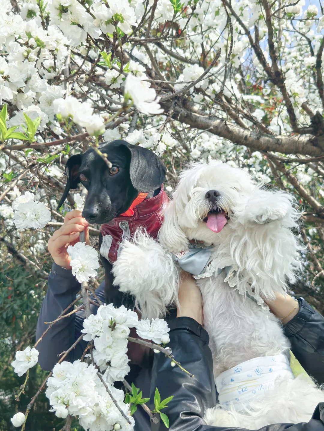 来滨江樱花跑道赏花啦