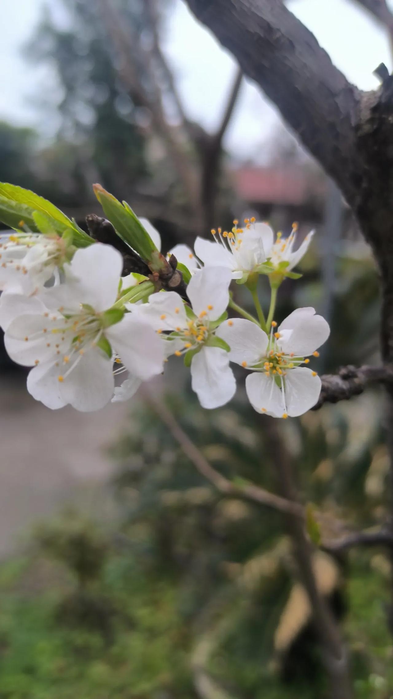 难得休息，做点喜欢的菜，买了鲫鱼，买了小白虾，家里有同事送的豌豆尖，还有萝卜，那