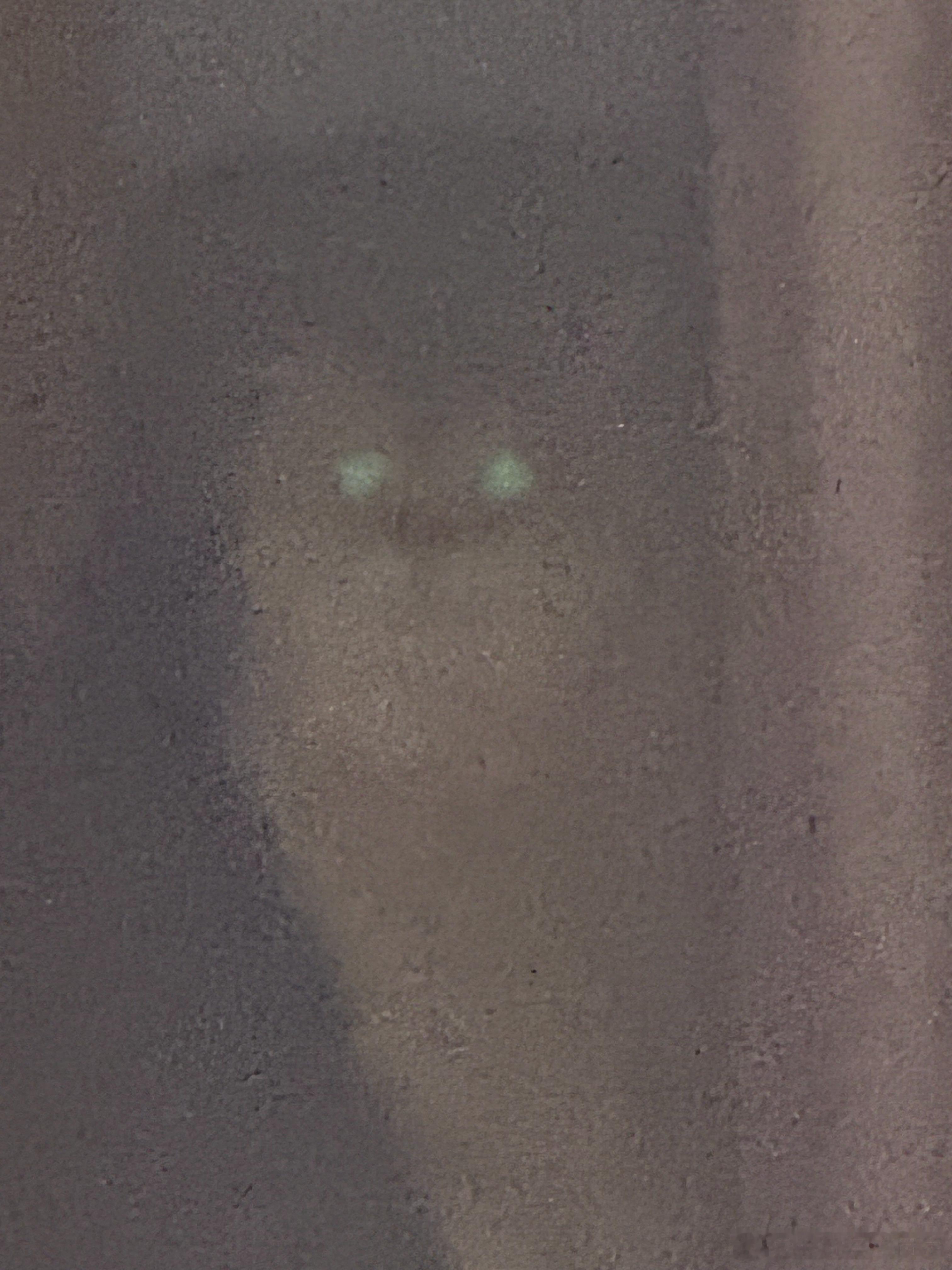 猜猫萌宠猫咪